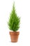 Cypress plant in vase