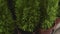 Cypress In a pot mediterranean tropical bush texture flower