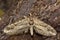 Cypress pug moth (Eupithecia phoeniceata)