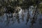 Cypress reflections on Fisheating Creek, Florida.