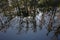 Cypress reflections on Fisheating Creek, Florida.