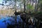Cypress reflections on Fisheating Creek, Florida.
