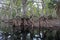 Cypress roots in Fisheating Creek, Florida.