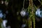 Cypress seedless fruits in clusters hanging against dark background. Forest concept