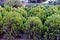 Cypress seedlings outdoors in the street in Tbilisi