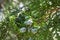 Cypress seeds on a branch close-up macro