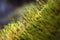 Cypress sleep moss - Hypnum cupress