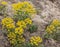 Cypress Spurge Euphorbia cyparissias in flower