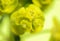 Cypress spurge (Euphorbia cyparissias) inflorescence
