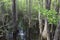 Cypress Stand in Blackwater River in Florida Panhandle