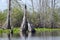 Cypress Stump, Spatterdock, Okefenokee Swamp National Wildlife Refuge