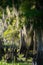 Cypress Swamp