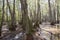 Cypress swamp on Natchez Trace