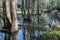 Cypress Swamp Reflection in South Carolina, USA