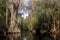 Cypress Swamp, Spanish Moss, Okefenokee Swamp National Wildlife Refuge