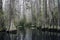 Cypress Swamp, Spanish Moss, Okefenokee Swamp National Wildlife Refuge