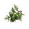 Cypress tree branch, Chinese thuja with berries, cutout soft focus and clipping path