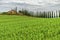 The Cypress tree with farmland