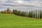 The Cypress tree with farmland