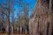 Cypress tree forest detail