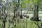 Cypress tree in Lettuce lake