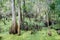 Cypress tree in Lettuce lake