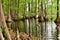 Cypress Tree Reflection, Cypress Tree Knee