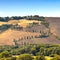 Cypress tree scenic road in Pienza near Siena, Tuscany, Italy.