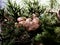 Cypress Tree Seed Pod