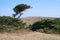 Cypress Tree and Shrubs at Bodega