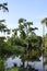 Cypress Tree in Swamp