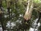 Cypress tree in swamp with pristine reflection