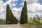 Cypress tree - Toscany, Italy