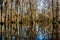 Cypress tree trunks and their water reflections in the swamps near New Orleans, Louisiana during the autumn season