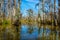 Cypress tree trunks and their water reflections in the swamps near New Orleans, in the Louisiana Bayou