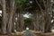 Cypress Tree Tunnel