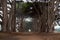 Cypress Tree Tunnel. Point Reyes National Seashore, Marin County, California