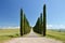 Cypress trees along rural road