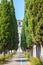 Cypress trees avenue Brescia  Italy