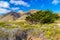 Cypress trees bent by winds near Garrapata State Park, California, USA