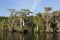 Cypress Trees at Blue Cypress Lake in Indian River County Florida