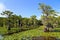 Cypress trees at Caddo Lake