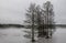 Cypress Trees in Fog and Ice