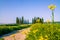 Cypress trees on the green tuscan hills in the Orcia Valley in spring