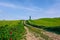 Cypress trees on the green tuscan hills in the Orcia Valley in spring