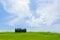 Cypress trees in green wheat field in Tuscany, Italy