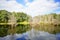 Cypress Trees grow in water