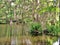 Cypress trees growing in wet marsh land