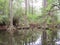 Cypress trees growing in wet marsh land