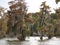 Cypress trees in Lake Martin, Louisiana.